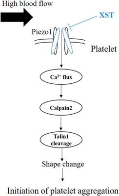 Inhibition of Shear-Induced Platelet Aggregation by Xueshuantong via Targeting Piezo1 Channel-Mediated Ca2+ Signaling Pathway